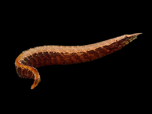 Half Banded Spiny Eel 6" - Macrognathus circumcinctus - Dwarf species