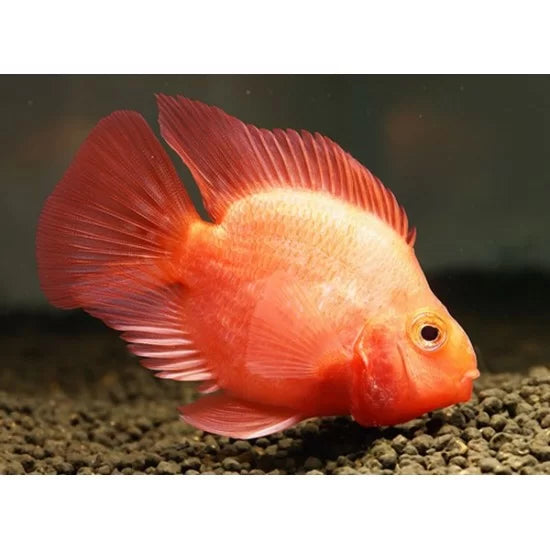 Red Parrot Cichlid 2.5"-3" - Amphilophus citrinellus