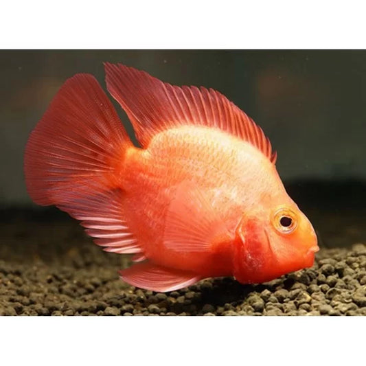 Red Parrot Cichlid 2.5"-3" - Amphilophus citrinellus