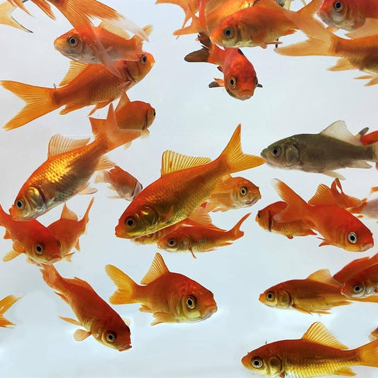 Feeder Goldfish 2"
