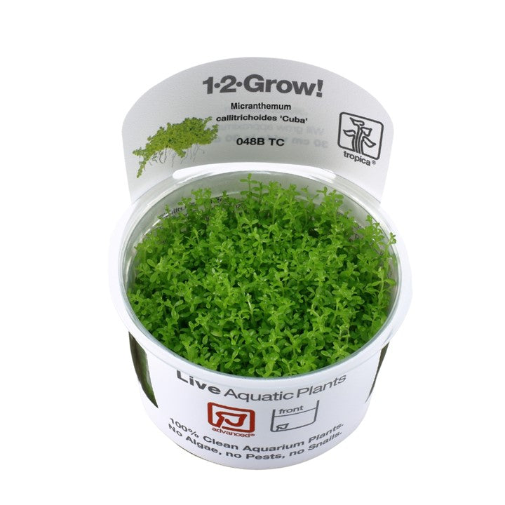 Tropica Micranthemum callitrichoides 'Cuba' 1-2-Grow