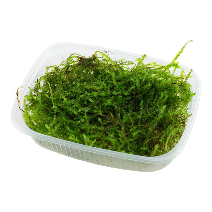 Tropica Taxiphyllum barbieri 'Bogor Moss' portion