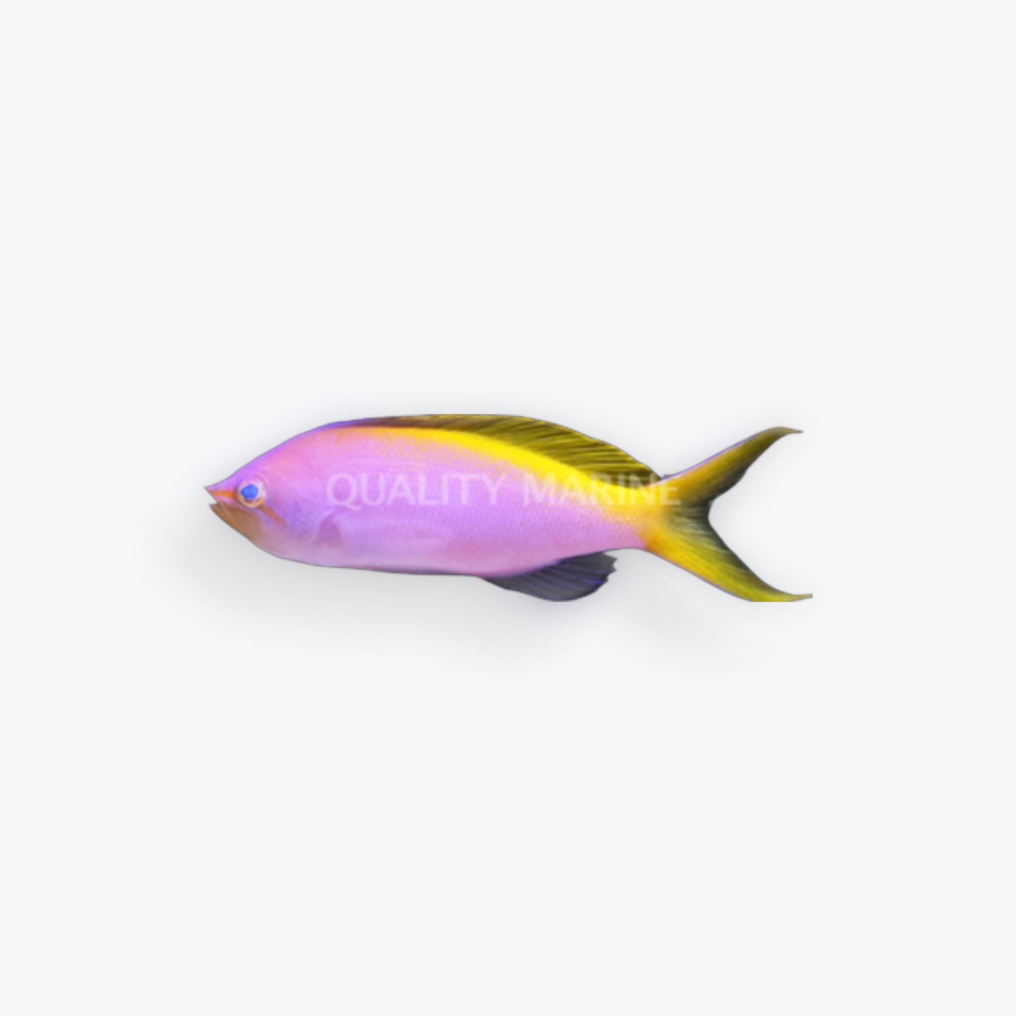 Bartletts Anthias
