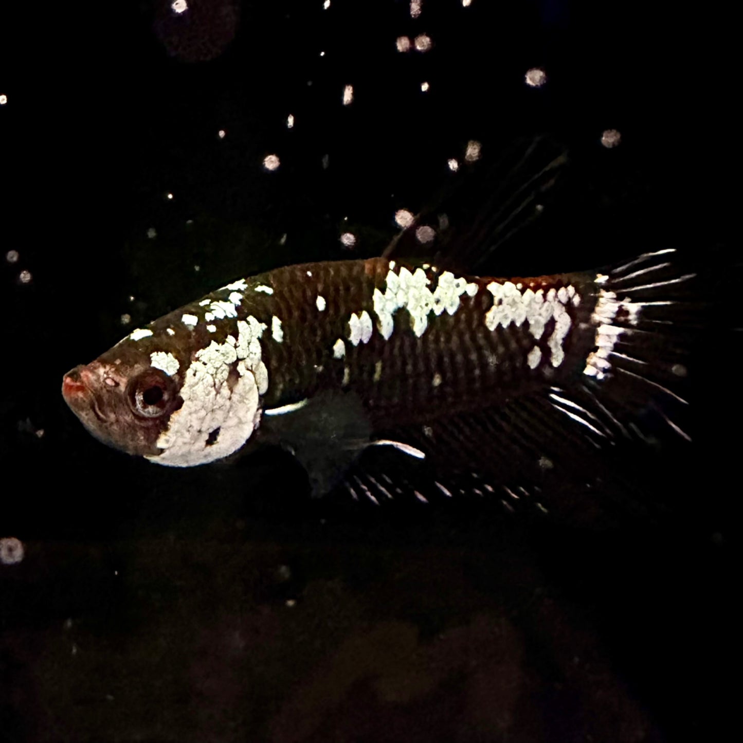 Betta HMPK Black Mamba