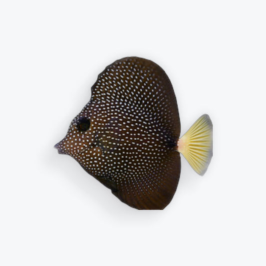 Gem Tang - Zebrasoma gemmatum Large 7"