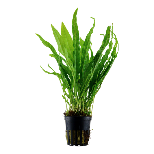 Tropica Microsorum Pteropus