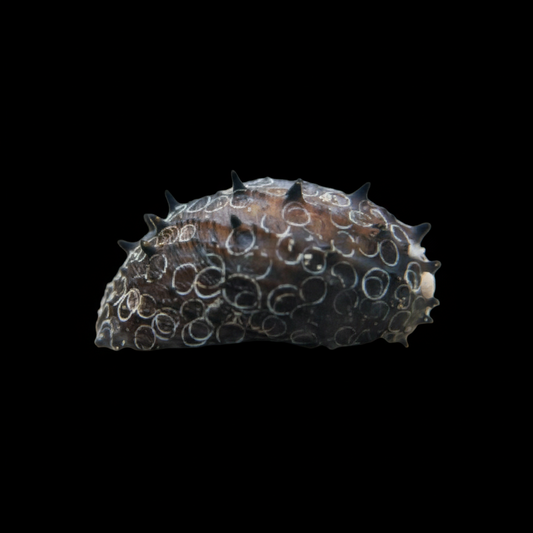 King Koopa Nerite Snail - Neritina juttingae