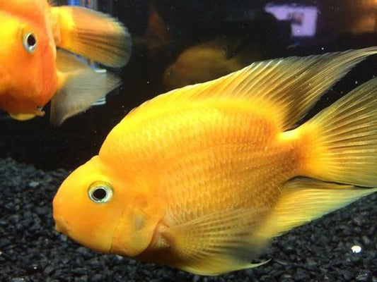 Yellow Parrot Cichlid 2.5"-3" - Amphilophus citrinellus