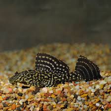 L-083 Marble Sailfin Pleco - Pterygoplichthys gibbiceps