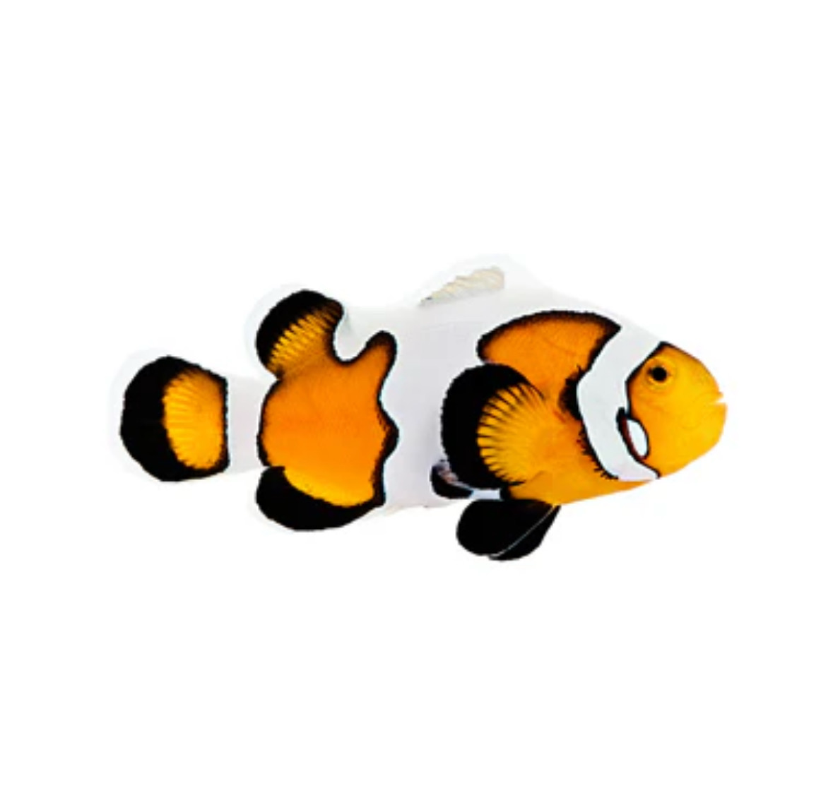 Captive Bred Premium Gladiator/DaVinci Clownfish