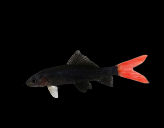 Red tail Shark - Epalzeorhynchos bicolour