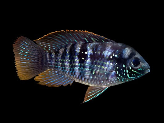American Blue Acara