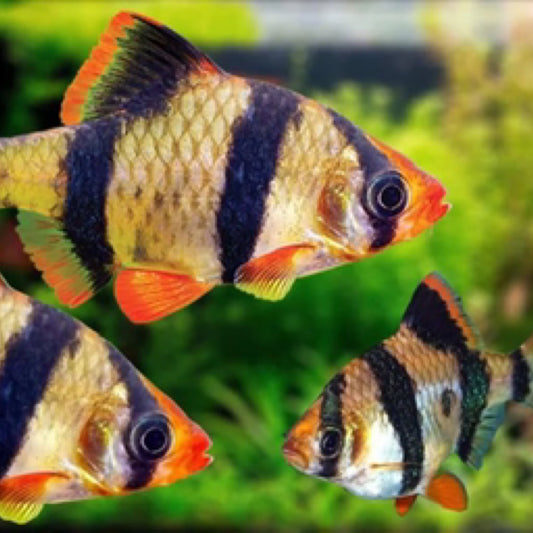 Tigre Barb