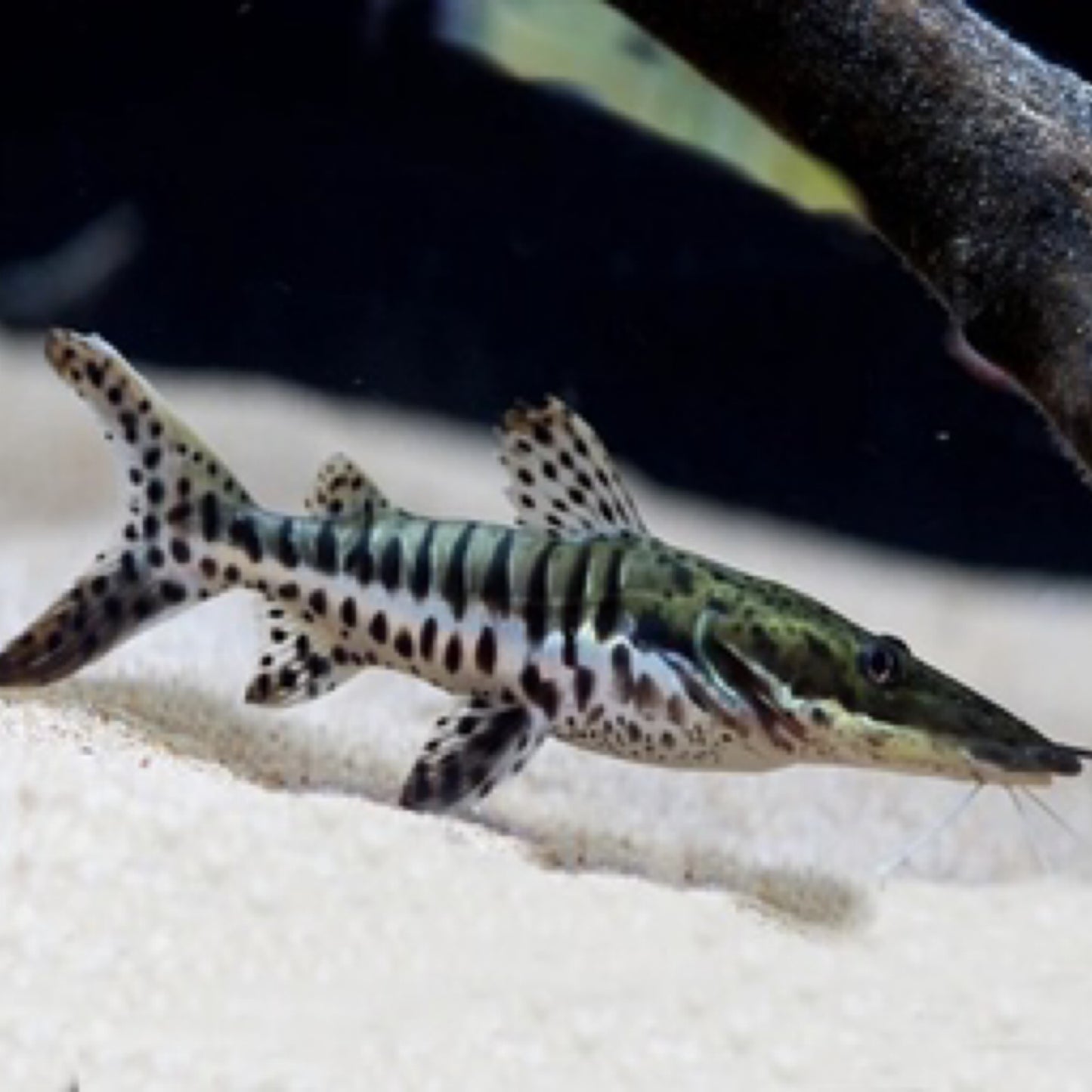 Tiger Shovelnose Catfish