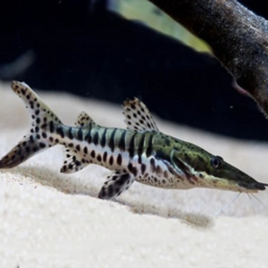 Tiger Shovelnose Catfish