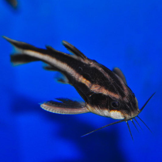 Striped Raphael Catfish 3"