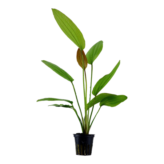 Tropica Echinodorus 'Rosé'