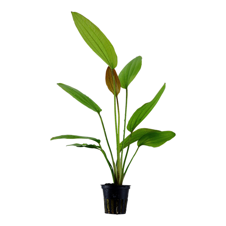 Tropica Echinodorus 'Rosé'