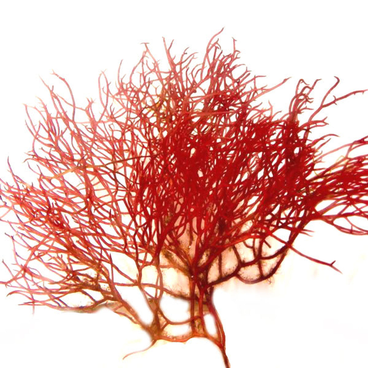 Dragon's Nest Macro Algae - Gracilaria parvispora