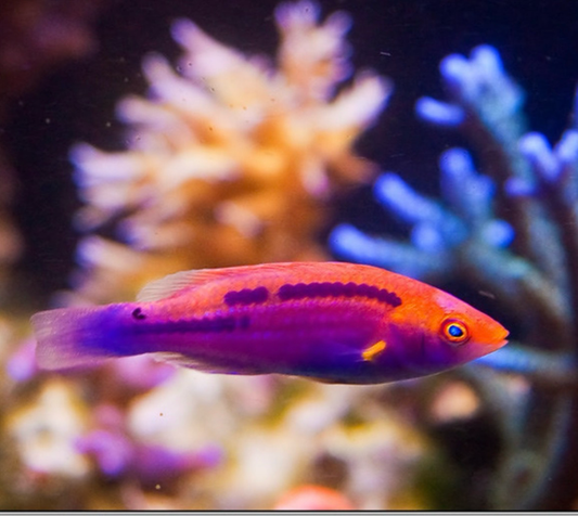 Multicolor Lubbock's Fairy Wrasse