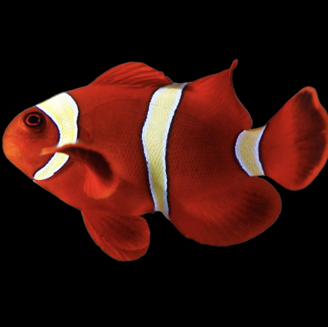 Captive Bred Yellow Stripe Maroon Clownfish