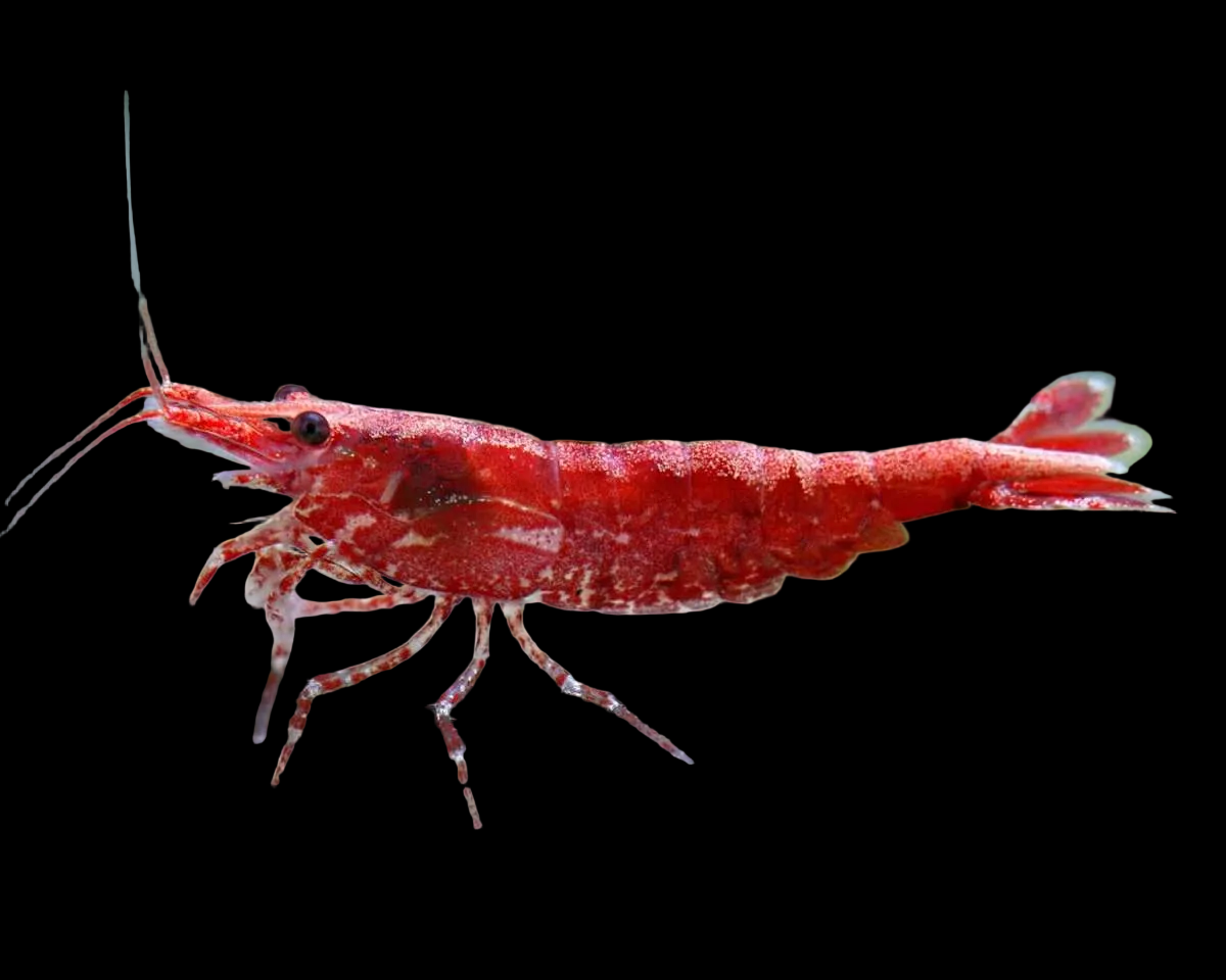 Red Cherry Fire Shrimp