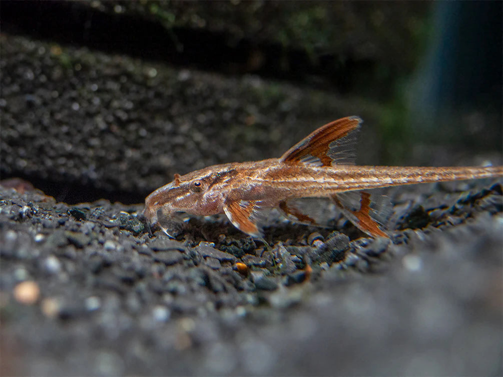 Red Lizard Whiptail Catfish (Rineloricaria sp.)