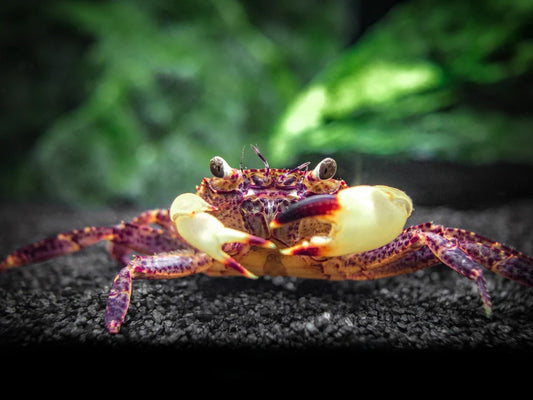 White Claw Sulawesi Crab