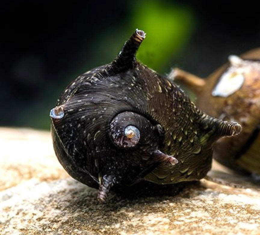 Antenna Nerite Snail (clithon brenspinas)