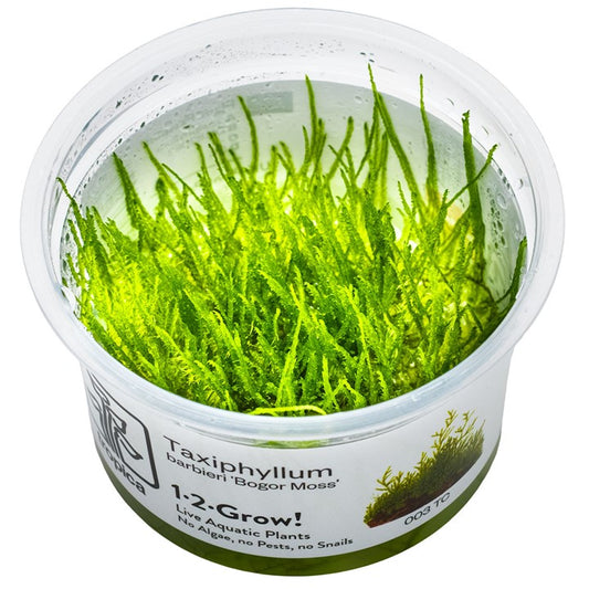 Tropica Taxiphyllum barbieri 'Bogor Moss'  1-2-Grow!
