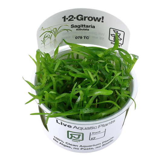 Tropica Sagittaria subulata 1-2-Grow