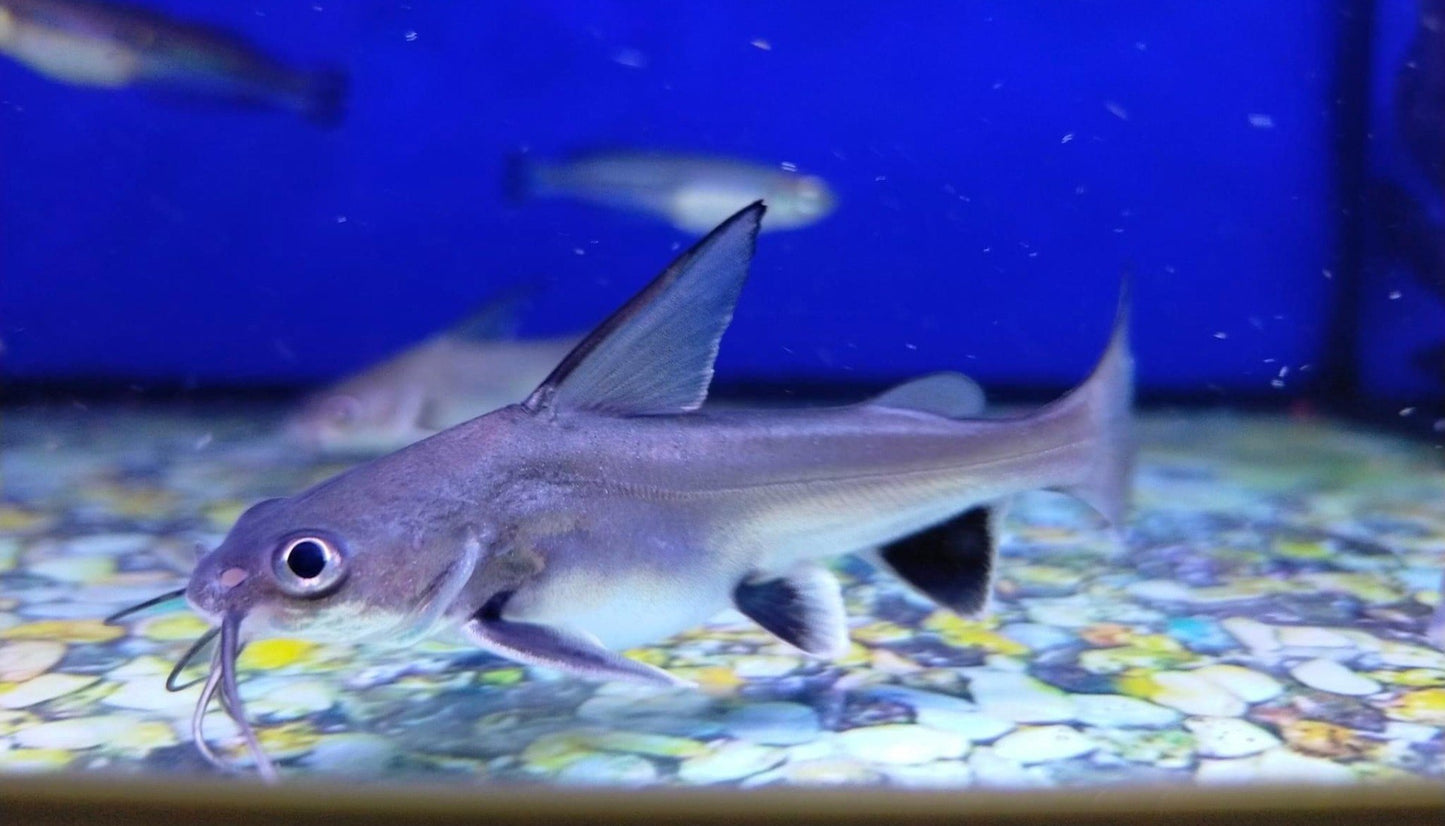 Colombian Shark Catfish - Ariopsis seemanni