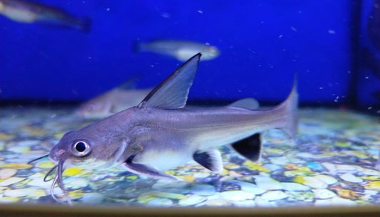 Colombian Shark Catfish - Ariopsis seemanni