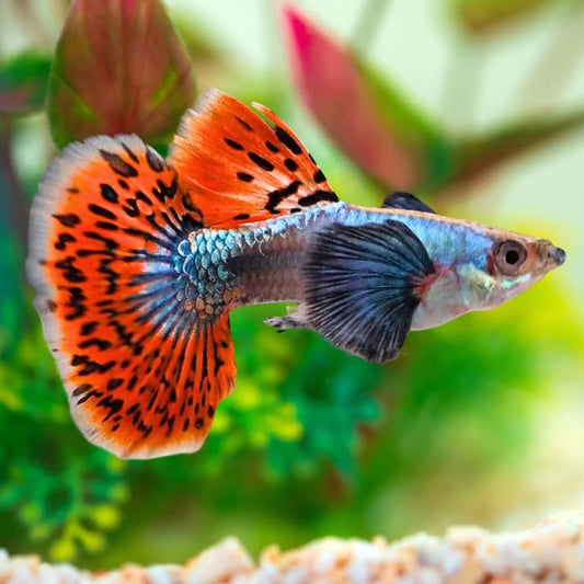 Mixed Dumbo Ear Guppy (Mga Lalaki)