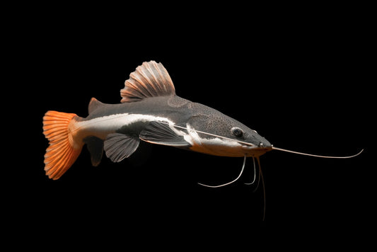 Redtail Catfish 3"