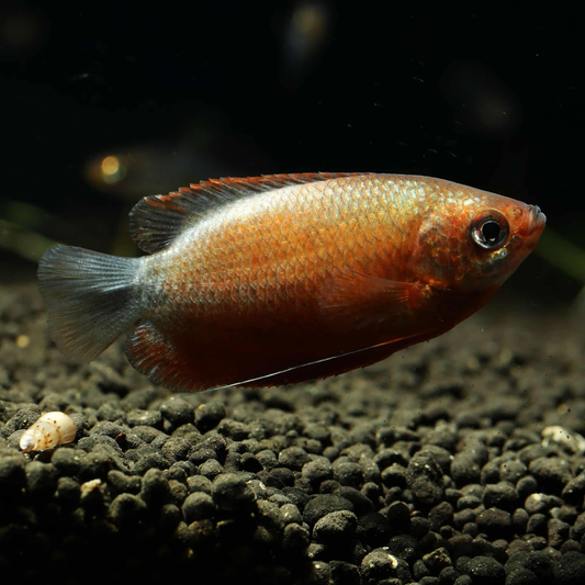 Sunset Honey Thicklip Gourami
