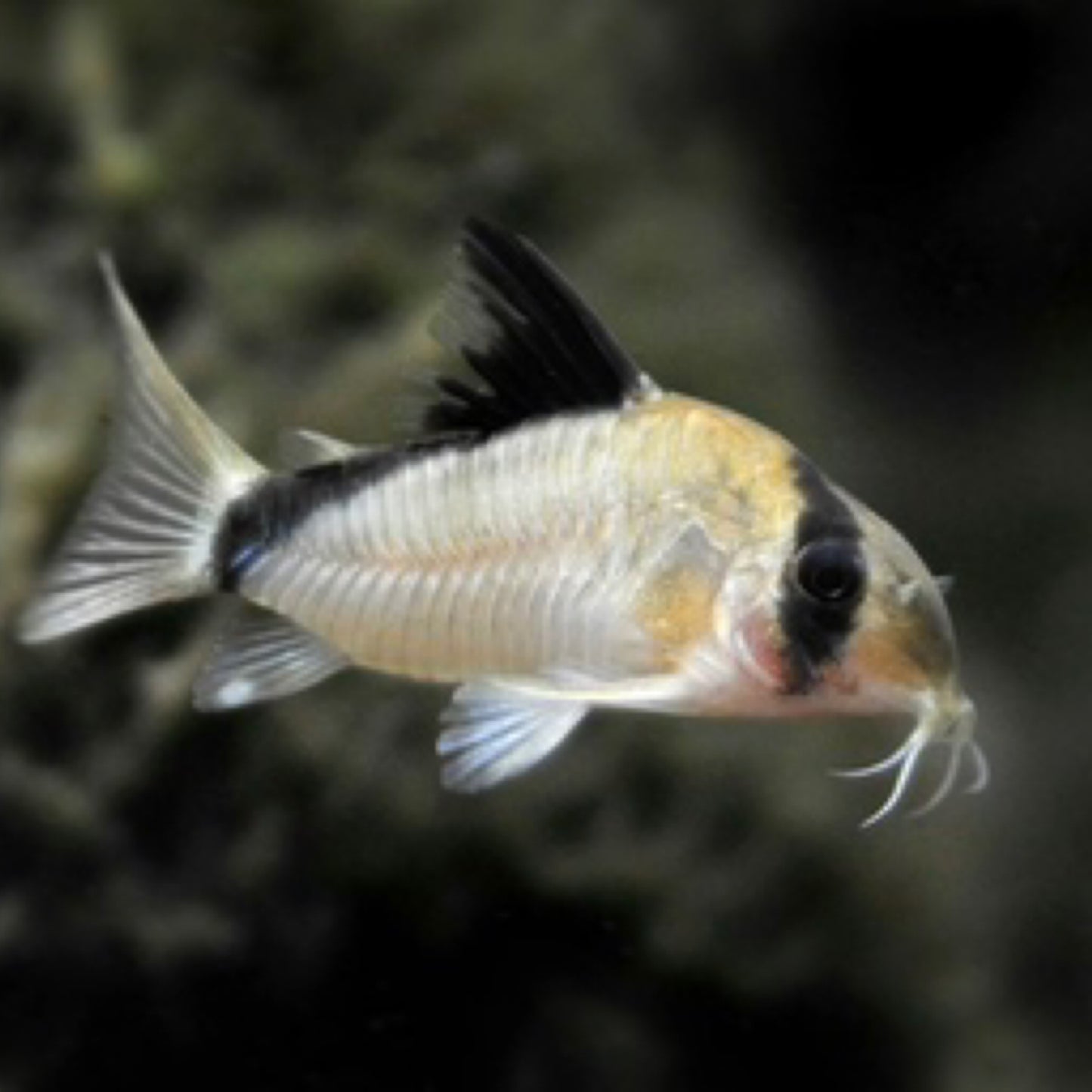 Bandit Corydoras'