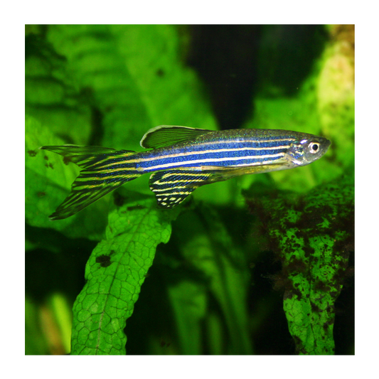Longfin Zebra Danio