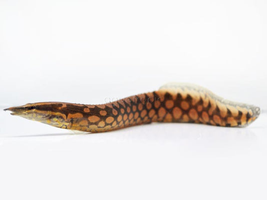 Tire Track Eel - Mastacembelus armatus 3" - 4"