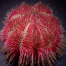 Red Pin Cushion Urchin
