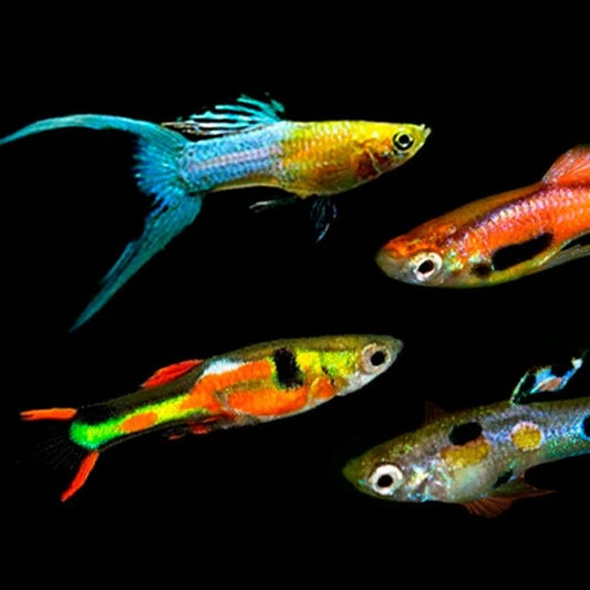 Endlers - Mixed colour Male