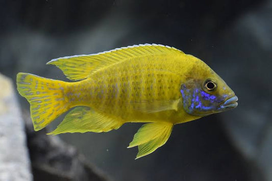 Yellow Peacock Cichlid