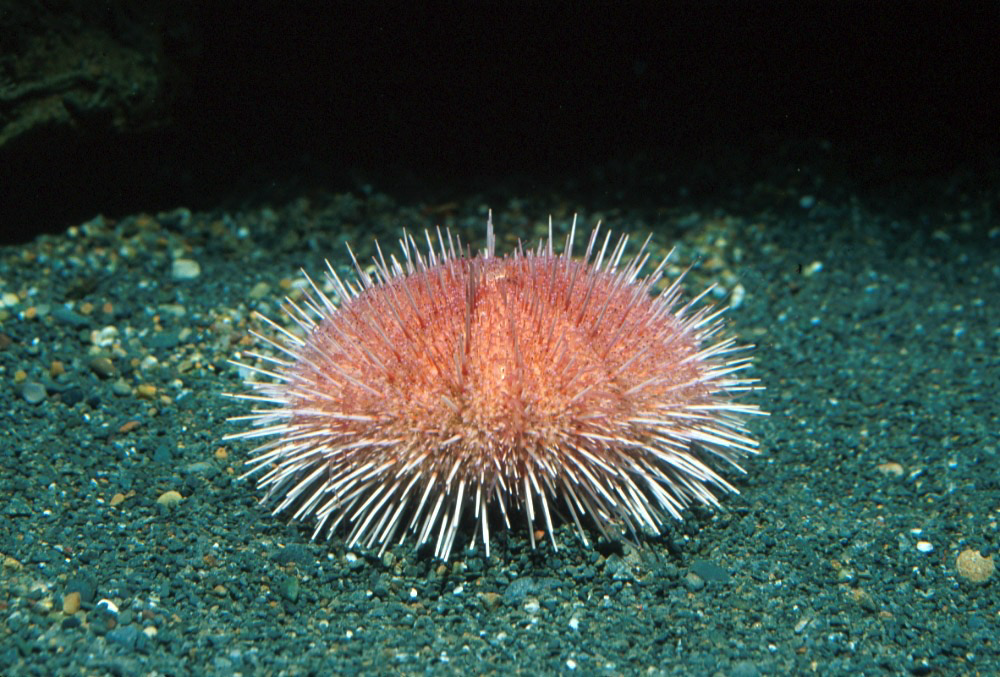 Pink Short Spine Sea Urchin