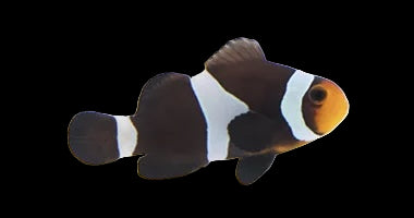 Captive Bred Black Ocellaris Clownfish