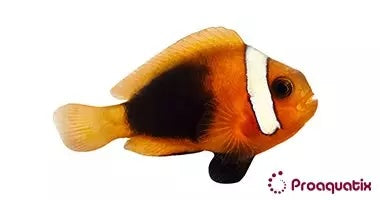 Captive Bred Cinnamon Clownfish