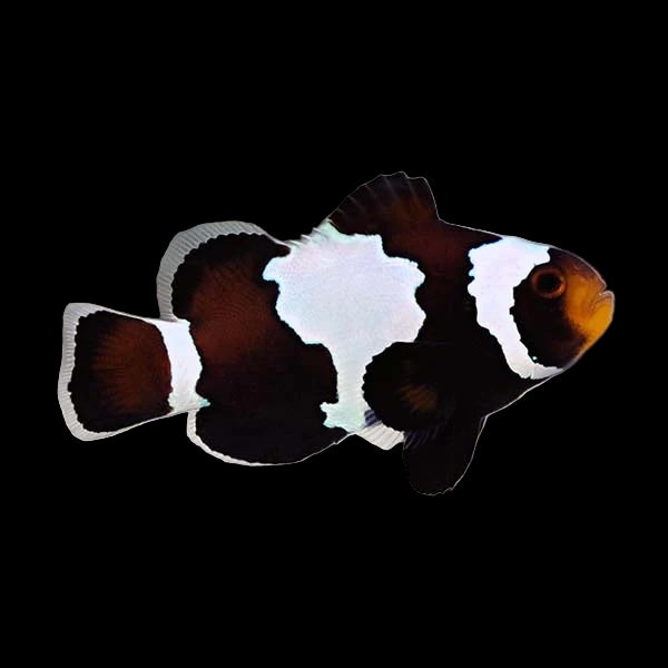 Captive Bred Black Snowflake Clown