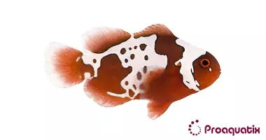 CB Gold Lightning Maroon Clownfish