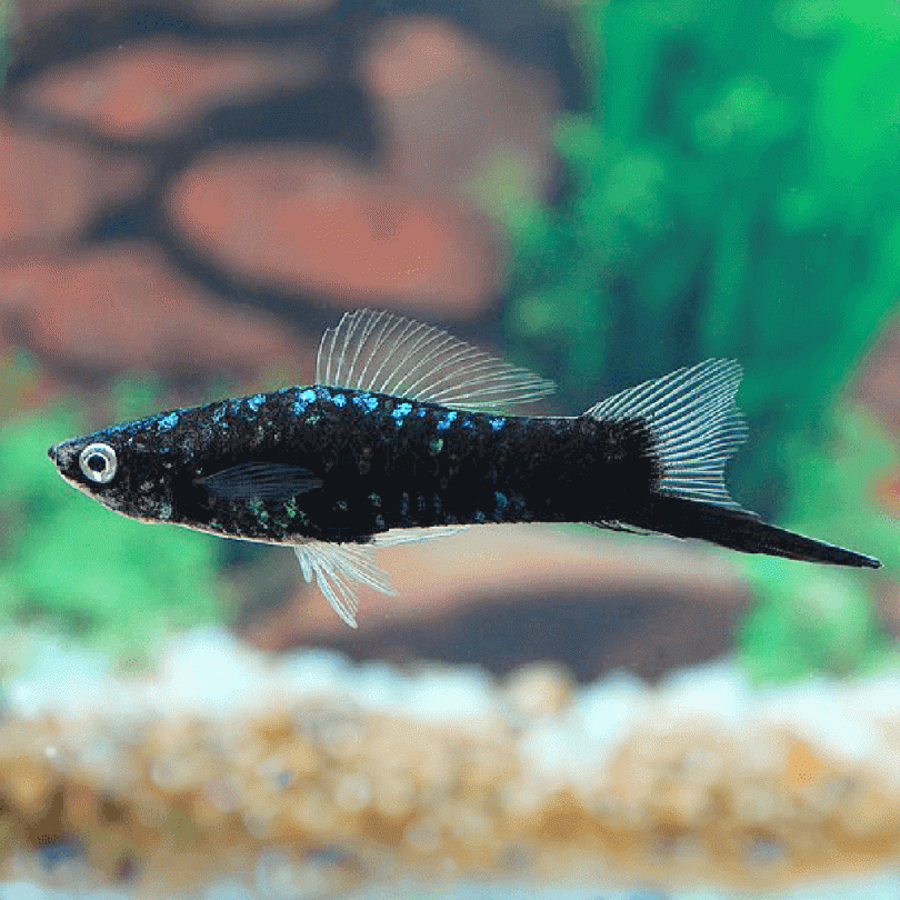 Black Swordtail