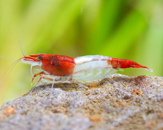 Red Rili  Neocaridina Shrimp
