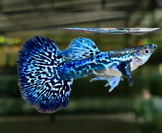 Mosaic Blue Guppy Lalaki